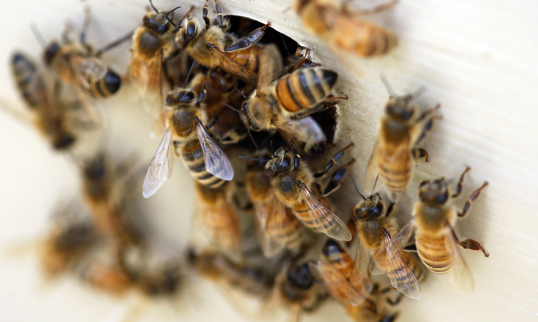 World Bee Day